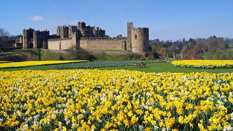 Daffodils around Alnwick castle.