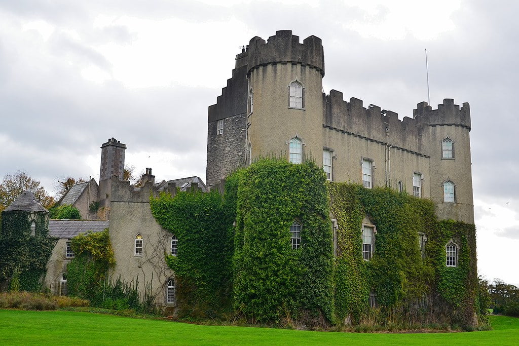 Green Ivy creeping up the walls of the side of Malahide castle.