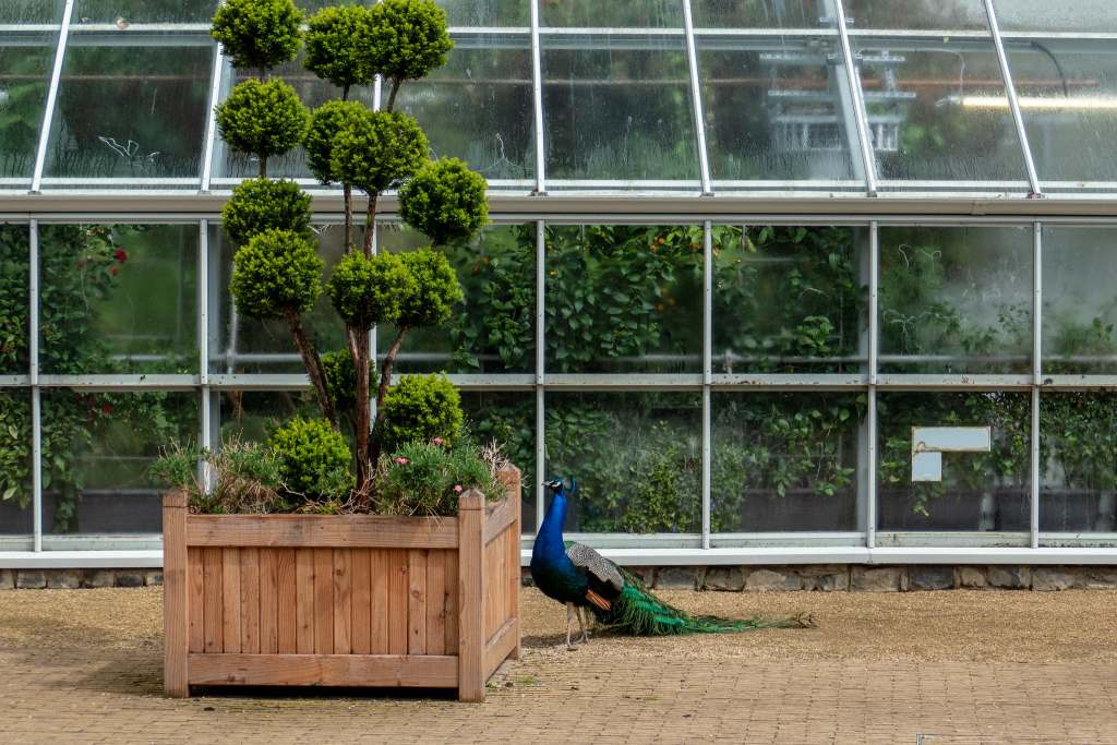 A beautiful peacock found beside the Talbot Botanic Garden in Malahide Castle looking at the small tree.