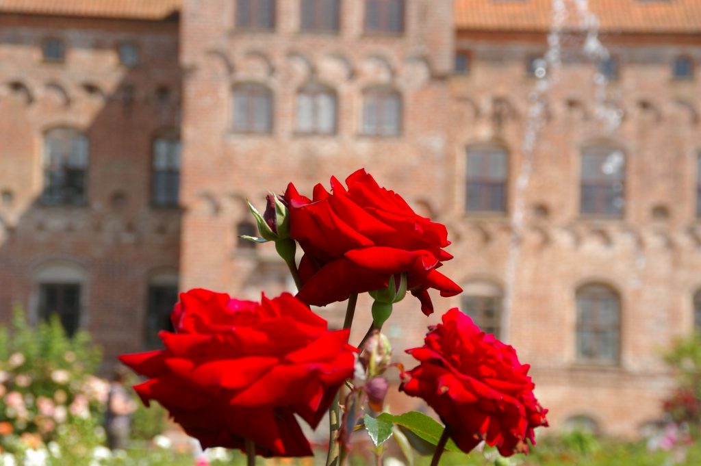 Photo shot of the beautiful rose on the garden of Egeskov Castle