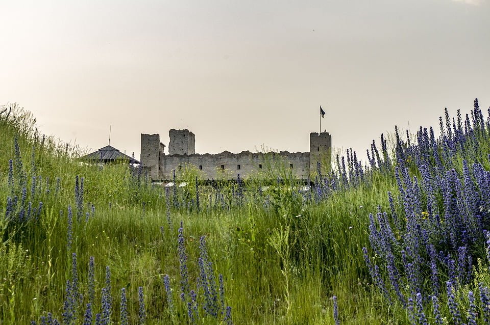 The ruins of Rakvere Castle surrounded by tall grasses and lavender.
