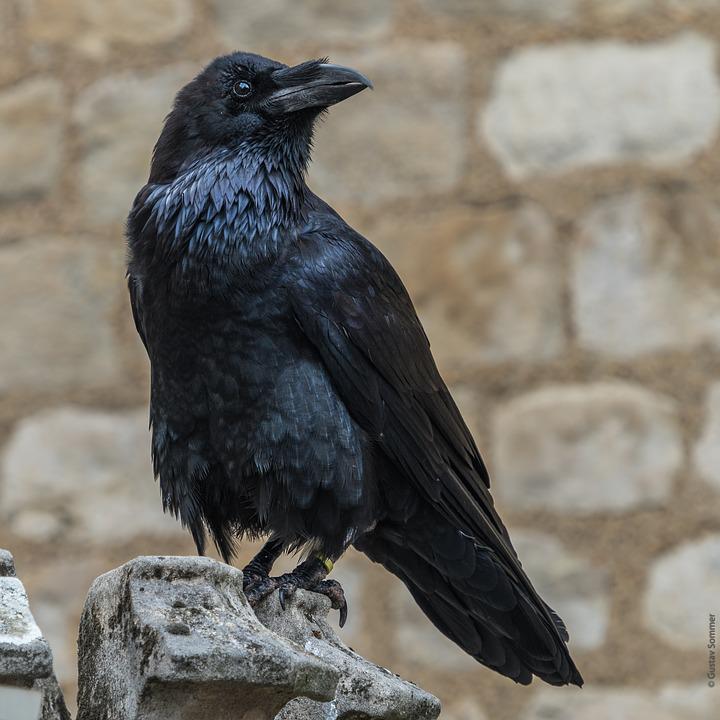 One of the infamous Tower crows.